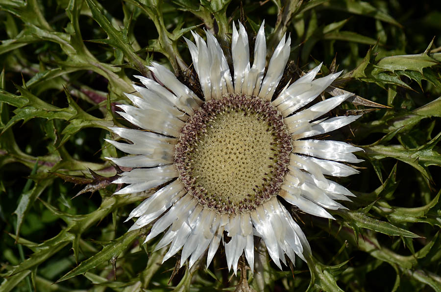 Carlina acaulis s.l. / Carlina bianca